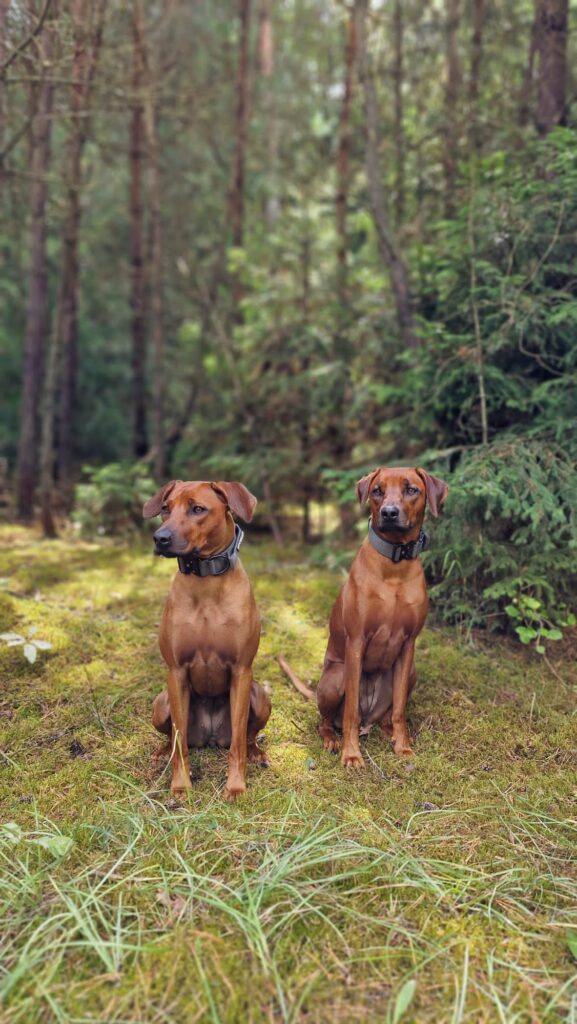 Rhodesian Ridgeback Girl