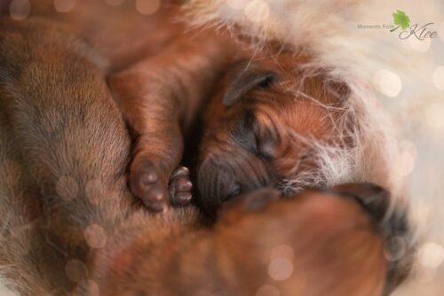 Mapacha Kalles Rhodesian Ridgeback