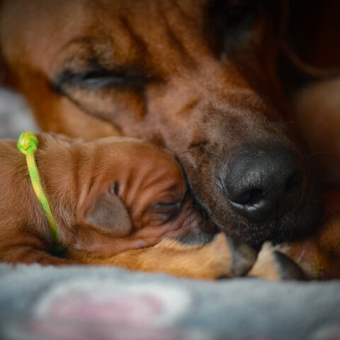 Mapacha Kalles Rhodesian Ridgeback Welpen Eifel